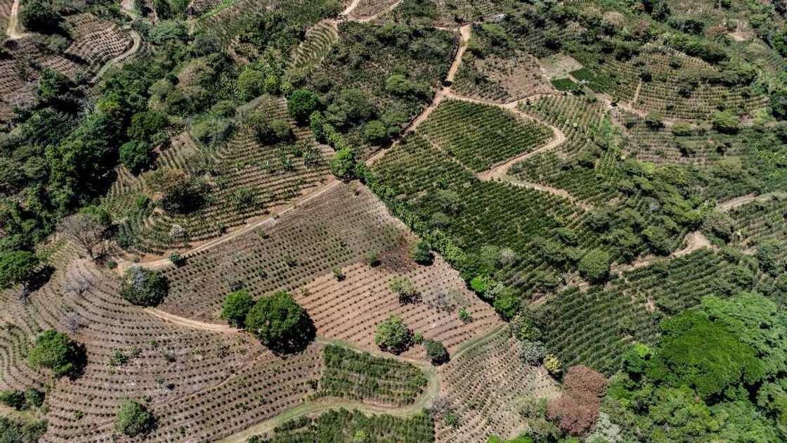 The Inter-American Development Bank estimates that rising temperatures could wipe out half of the world's coffee crops by 2050 The Inter-American Development Bank estimates that rising temperatures could wipe out half of the world's coffee crops by 2050