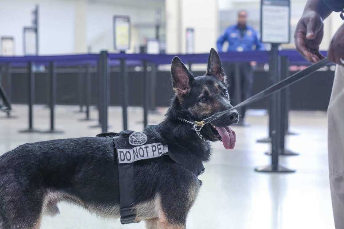 Shugaba Buhari ya yarda a sayo karnuka Shugaba Buhari ya yarda a sayo karnuka