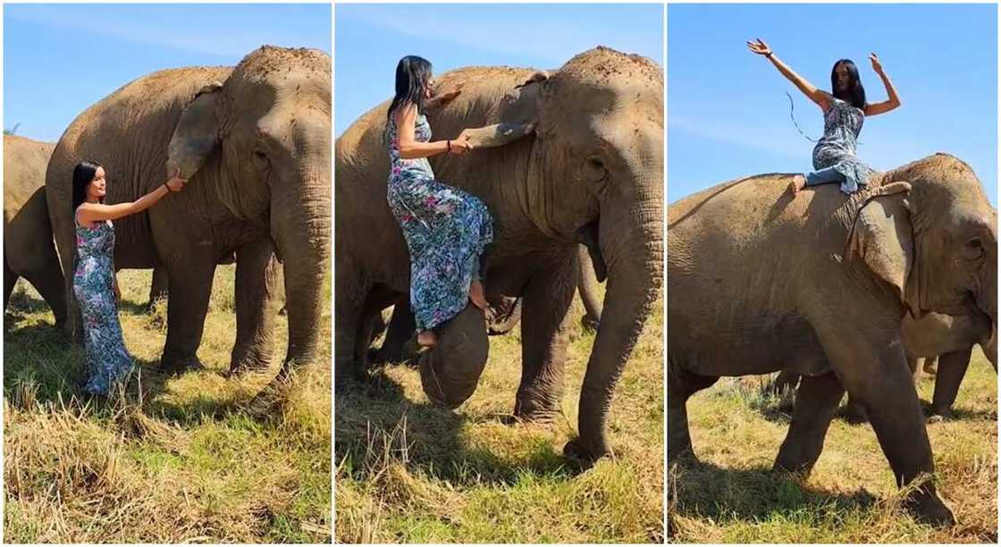 Photos of a lady playing with an elephant. Photos of a lady playing with an elephant.