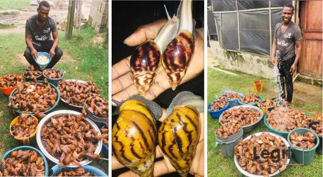 Snail farming, Henry Akpor Etineh, Arapel Agro Farms