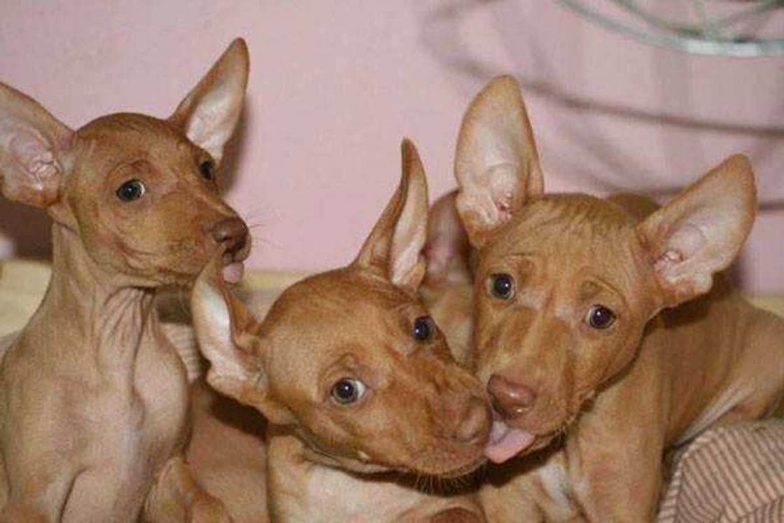 Le podenco d'ibiza Le podenco d'ibiza