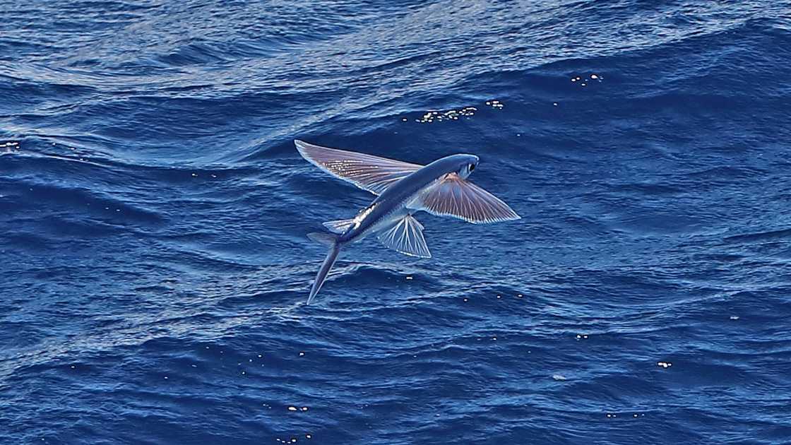 A Flying Fish flies over the Cape Verde sea. A Flying Fish flies over the Cape Verde sea.