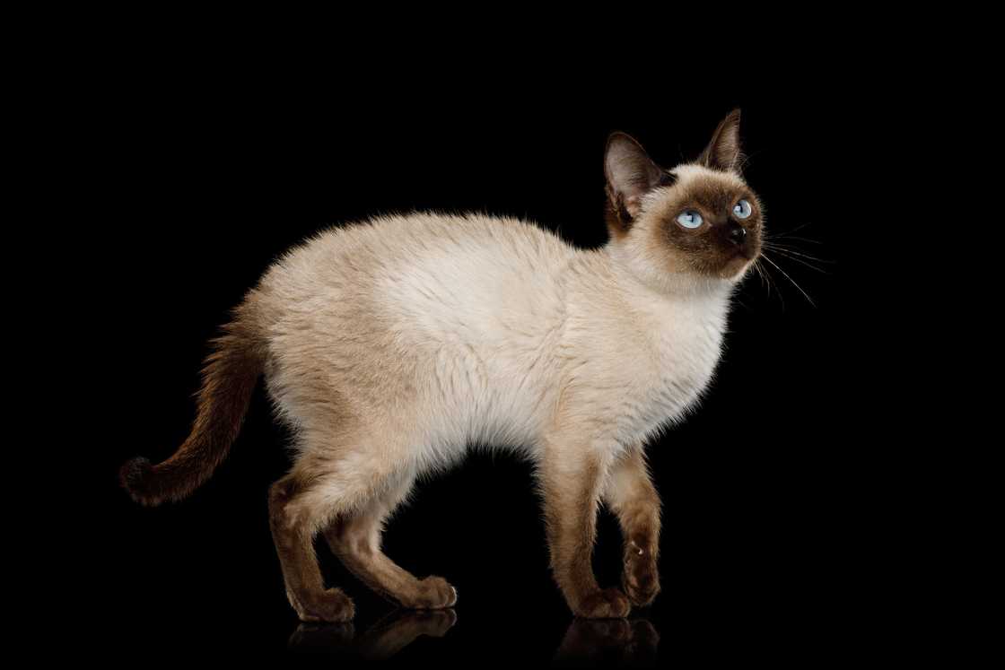 Toybob cat standing on isolated black background.