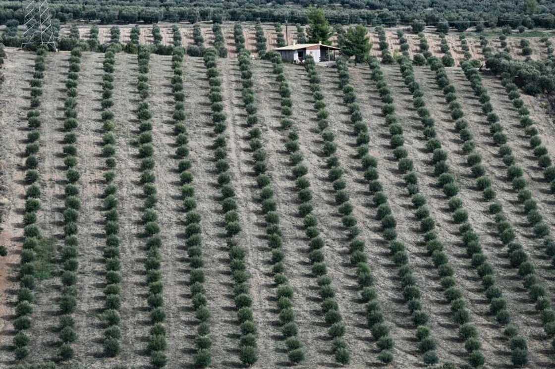 In the Halkidiki region more than 20,000 local producers cultivate 330,000 acres of olive trees