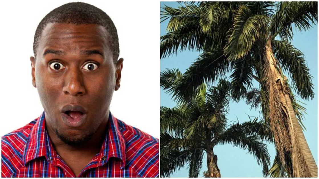 Traditional ruler of the Ode community/Oba Adewale Boboye Traditional ruler of the Ode community/Oba Adewale Boboye