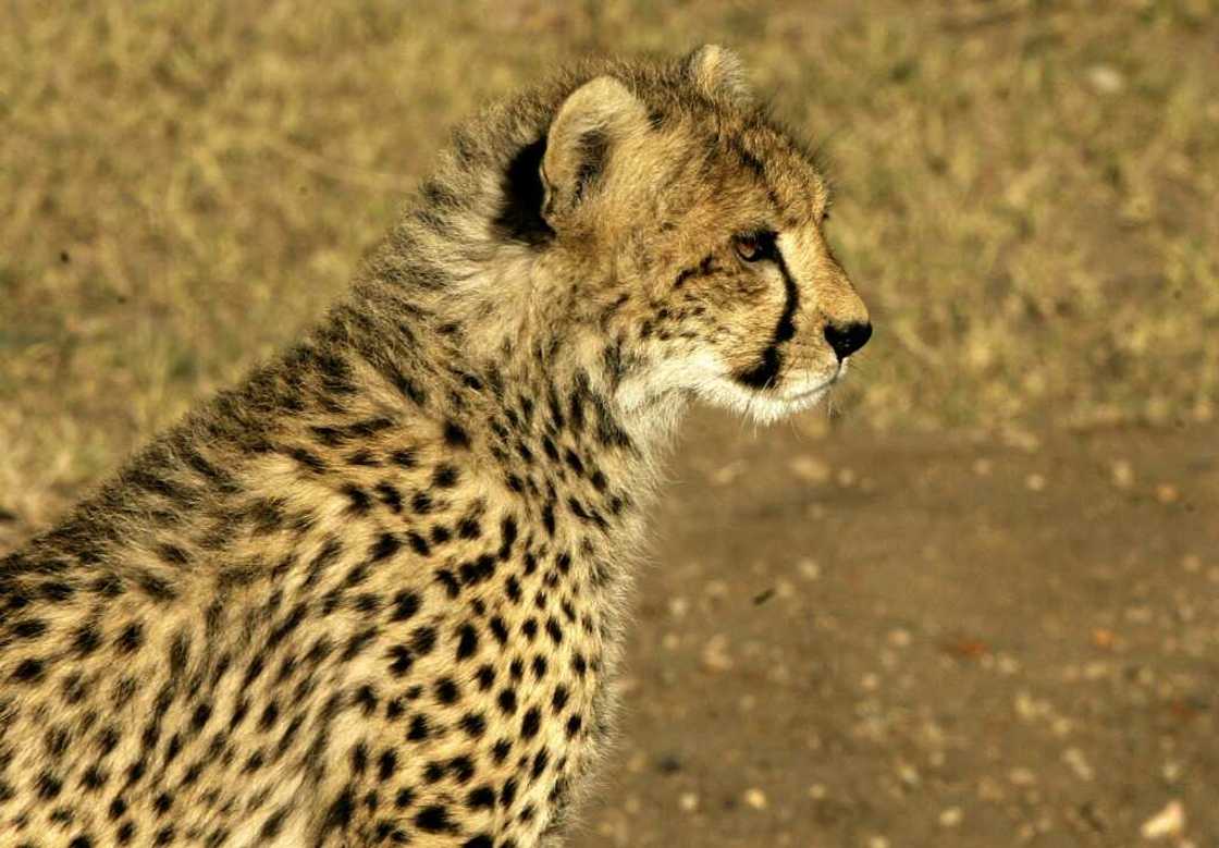 The cheetah is considered vulnerable under the IUCN Red List of Threatened Species The cheetah is considered vulnerable under the IUCN Red List of Threatened Species