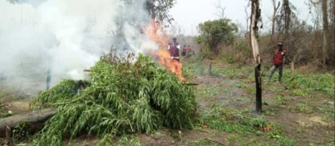 Yadda aka kone gonakin tabar wiwi Yadda aka kone gonakin tabar wiwi