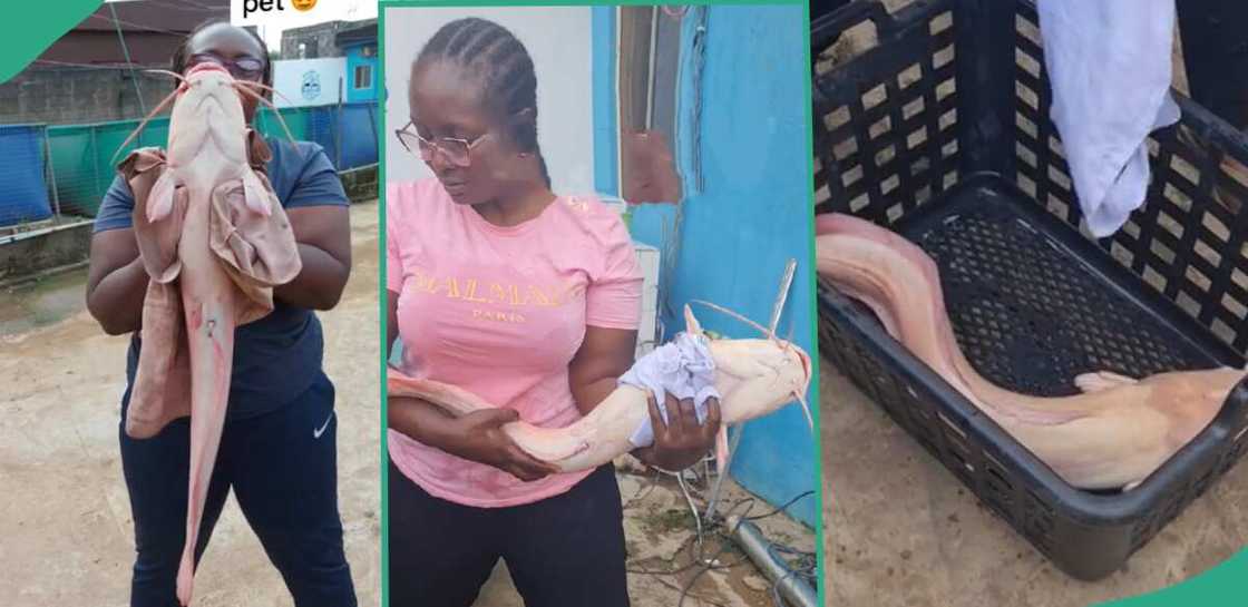 Fish farmer discovers albino catfish. Fish farmer discovers albino catfish.