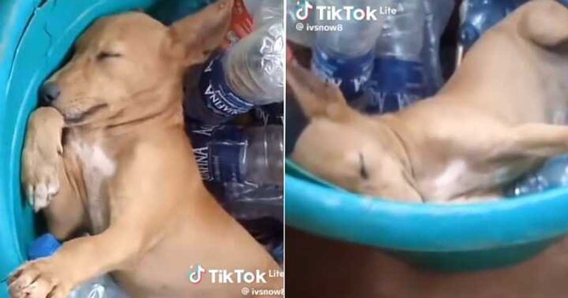 Man catches security dog sleeping inside bucket Man catches security dog sleeping inside bucket