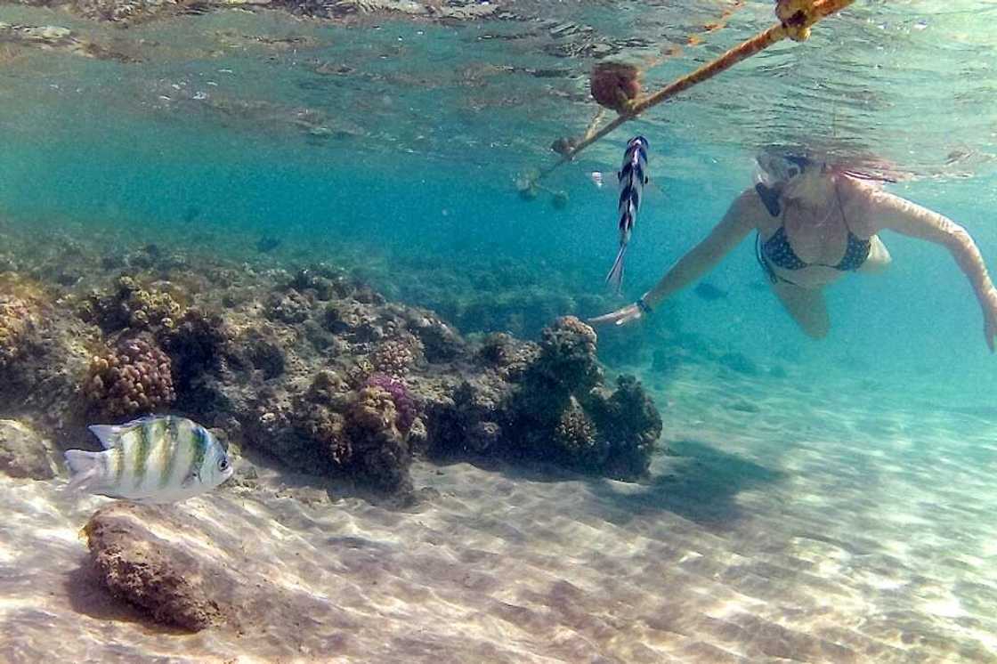 A woman snorkels alongside sergeant major fish by a coral reef A woman snorkels alongside sergeant major fish by a coral reef