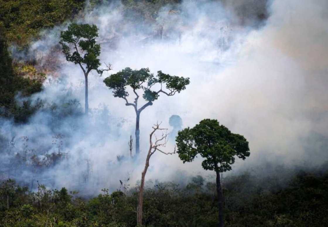 amazon deforestation