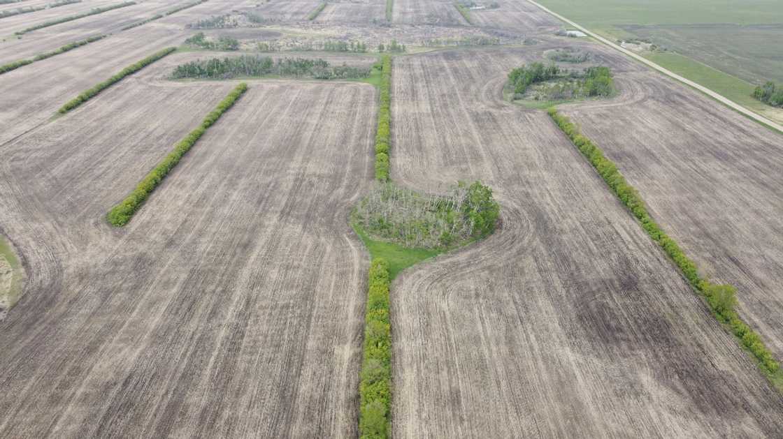 A newly planted canola field near Davidson, Saskatchewan, Canada in May 2023. Farmers are wavering on what to plant now after major buyer China slapped tariffs on Canadian canola A newly planted canola field near Davidson, Saskatchewan, Canada in May 2023. Farmers are wavering on what to plant now after major buyer China slapped tariffs on Canadian canola