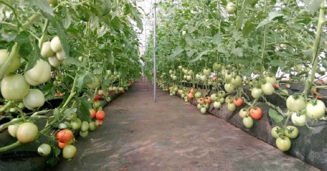 Vegetable farming