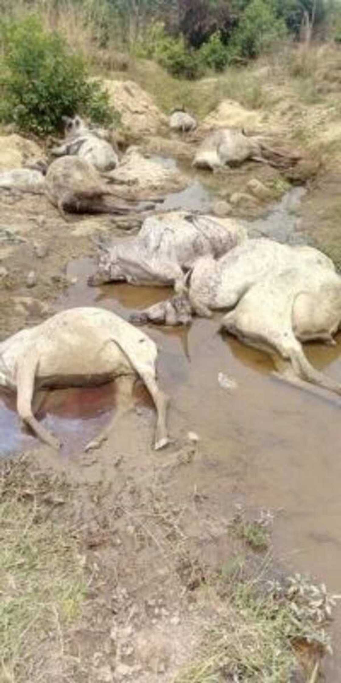 ‘Yan bindiga sun kai hari Filato: Sun kasha shanu 81, sun sace 32 ‘Yan bindiga sun kai hari Filato: Sun kasha shanu 81, sun sace 32