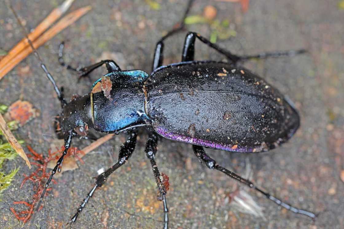 Carabus violaceus