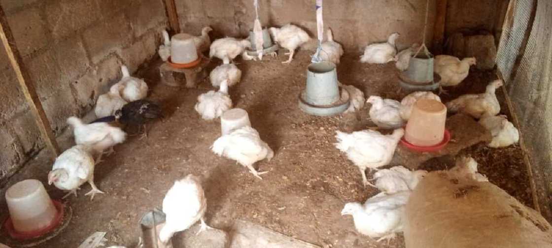 Shirin Sallah: Masu Kaji Son Koka Game Da Rashin Ciniki a Kaduna Shirin Sallah: Masu Kaji Son Koka Game Da Rashin Ciniki a Kaduna