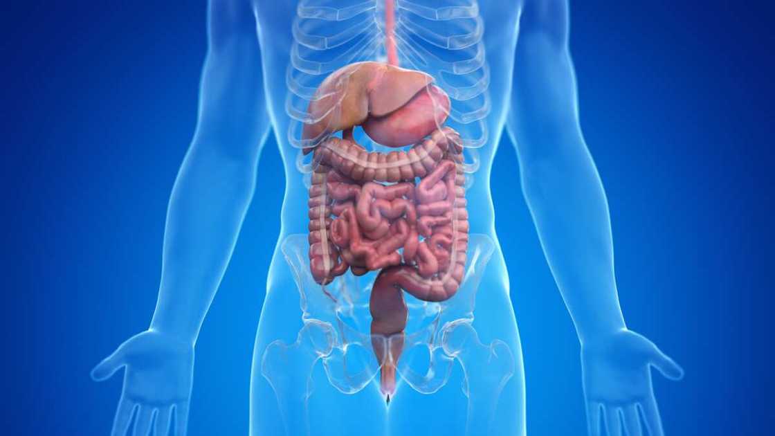 The human digestive system illustration.