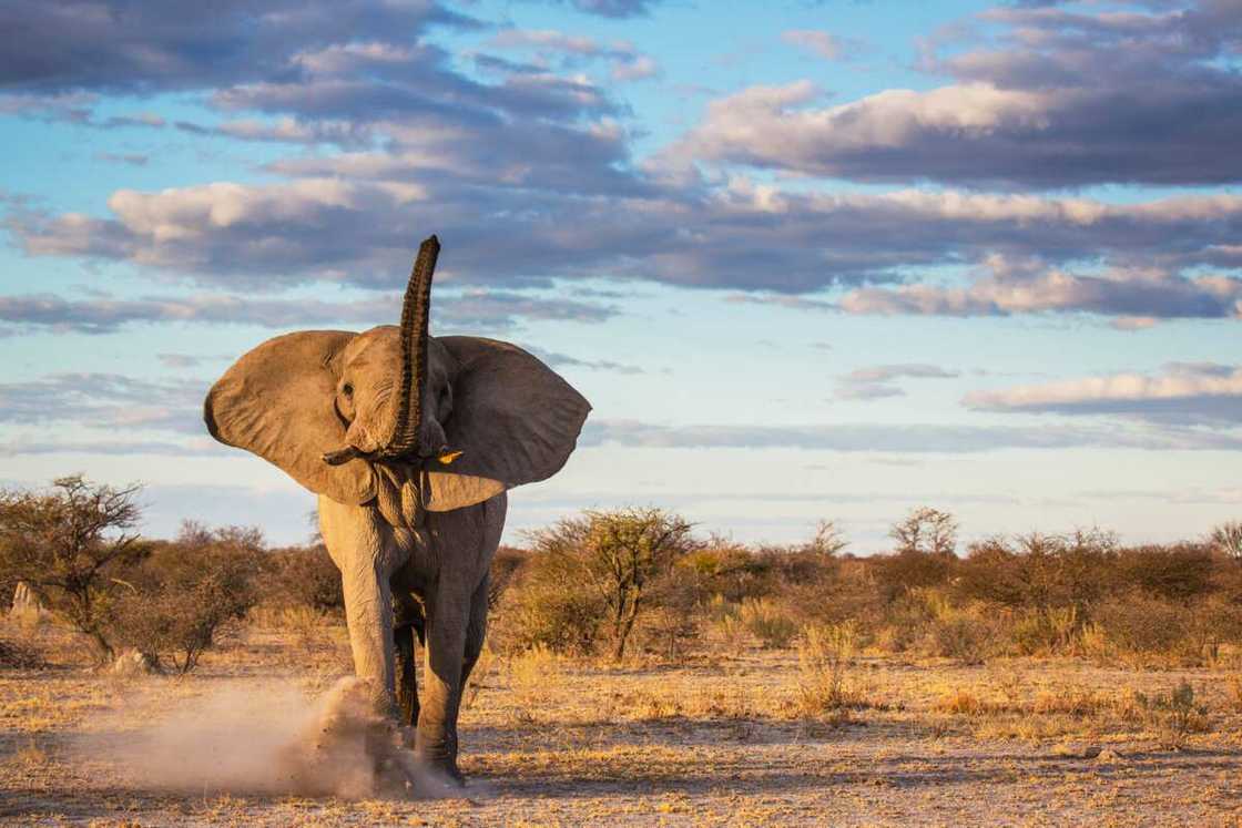 An elephant bull kicking up sand An elephant bull kicking up sand