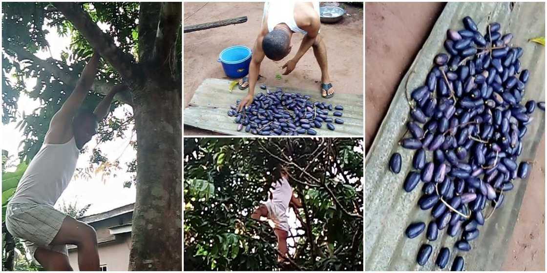 Reactions as Nigerian man shames fruit seller who insulted him, goes home and plucks pears massively