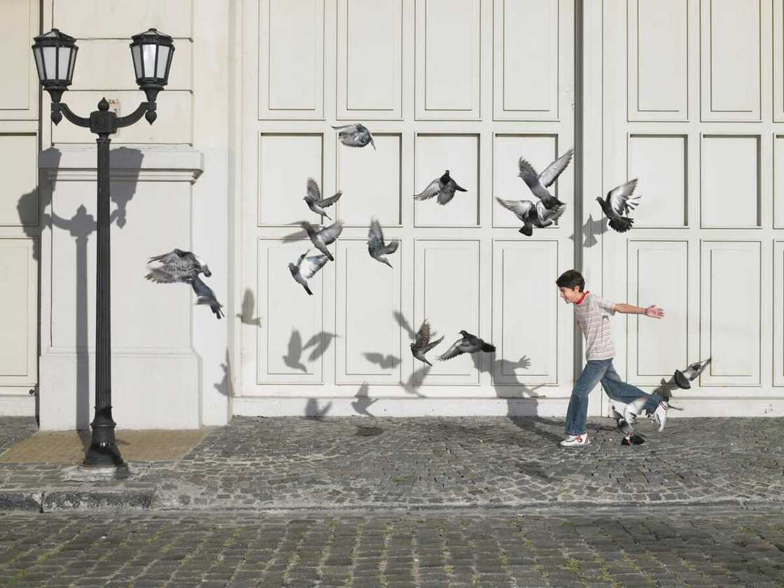 phobie des oiseaux phobie des oiseaux