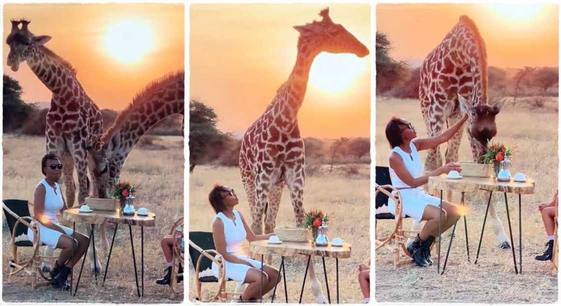 Photos of giraffes interacting with a lady. Photos of giraffes interacting with a lady.
