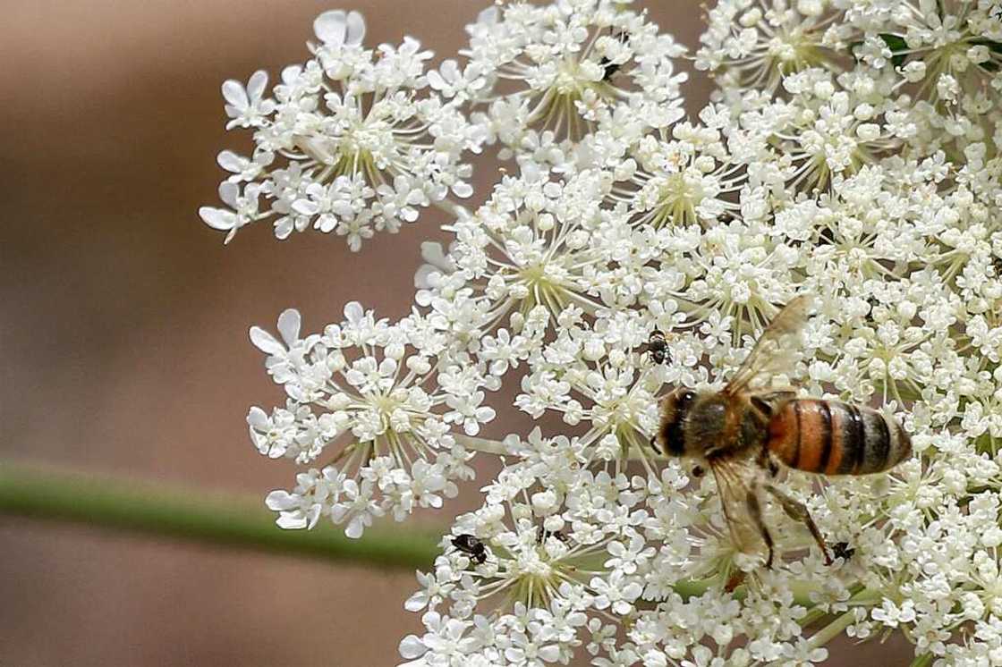 Jordan prides itself on its 19 different types of honey, including citrus, eucalyptus and maple varieties Jordan prides itself on its 19 different types of honey, including citrus, eucalyptus and maple varieties