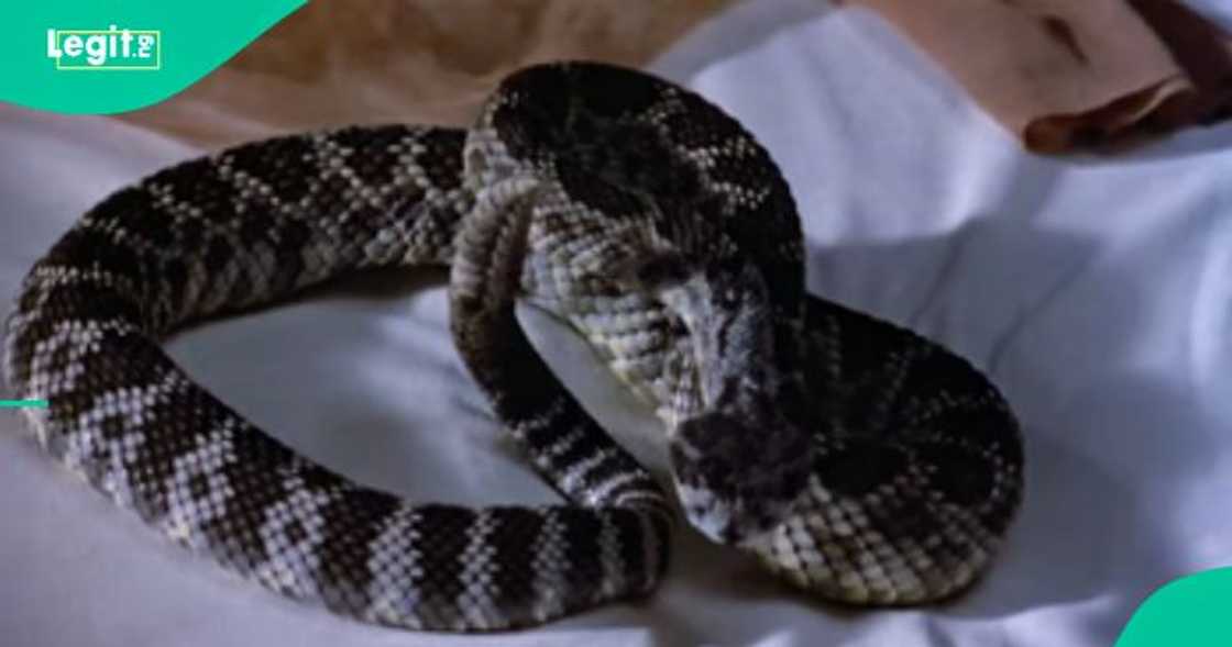 Lady who escaped a deadly snake bite shares her experience.