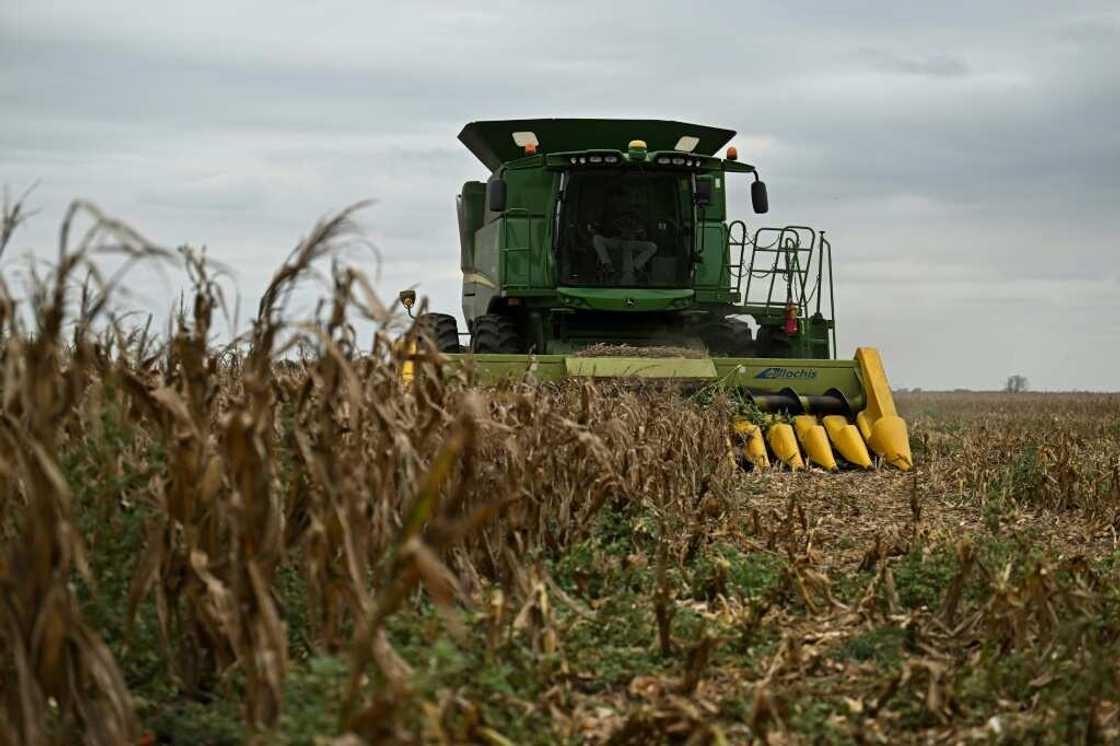 In the fields, the corn cobs are brown and crackly, the maize kernels small and irregular