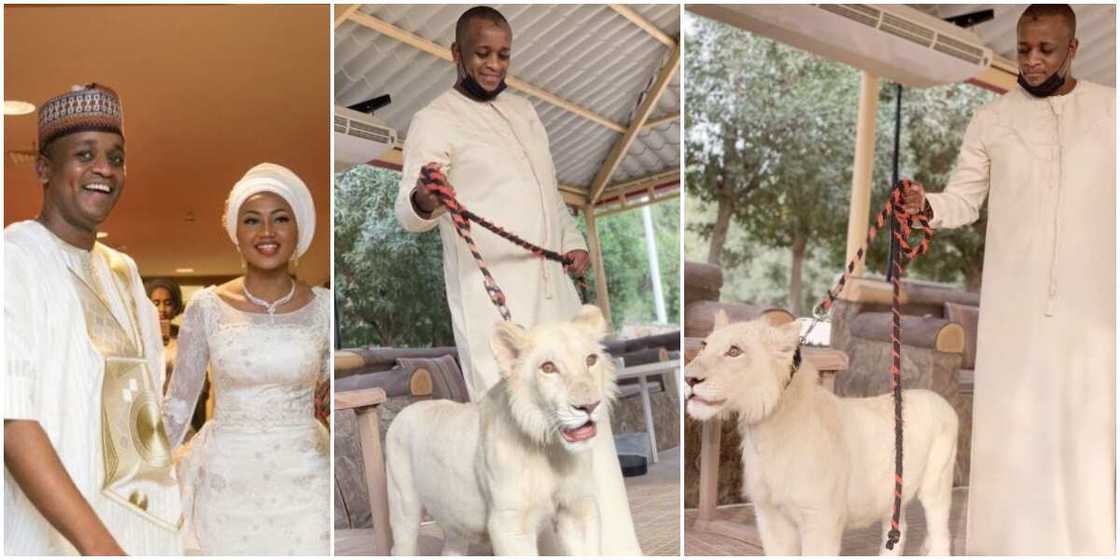 President Buhari’s son-in-law Ahmed Indimi shows off new pet lion President Buhari’s son-in-law Ahmed Indimi shows off new pet lion