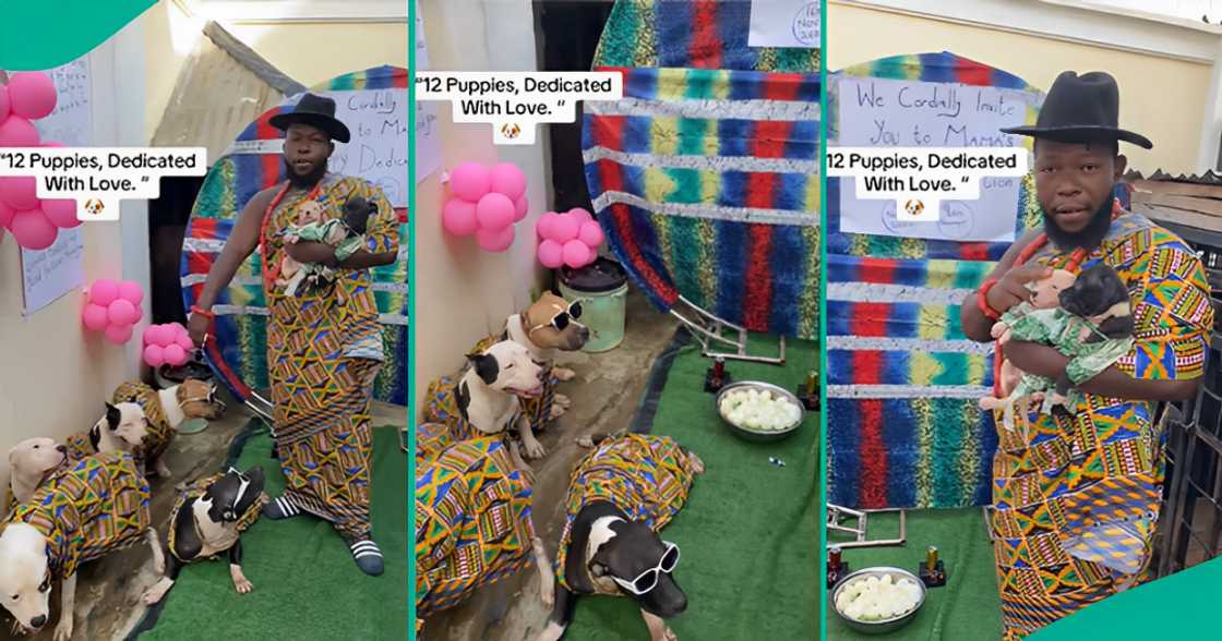 Nigerian Man Organises Dedication Ceremony for His 12 Puppies, Wears Them Matching Ankara Outfits