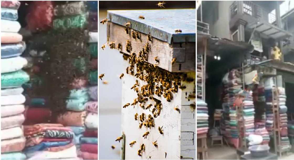 Swarm of bees take of tailoring materials shop at a Lagos market. Swarm of bees take of tailoring materials shop at a Lagos market.
