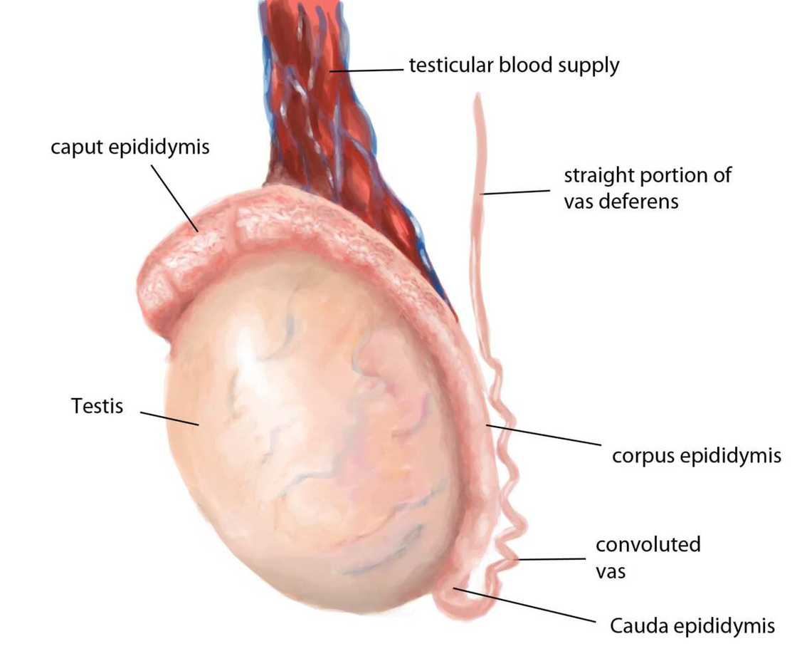 Laptop radiation does not cause skin cancer but it can contribute to male infertility