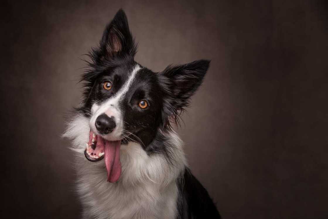 Lancashire Heeler smiling