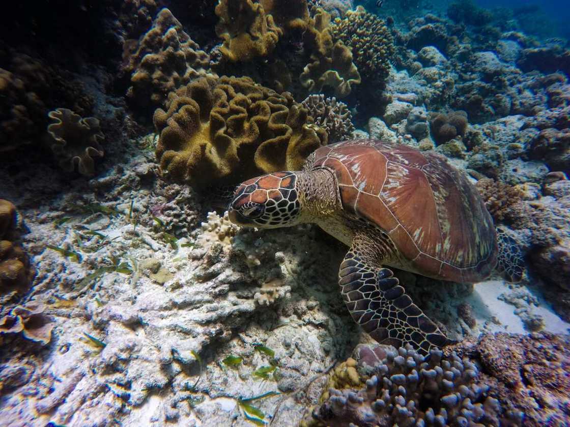 good names for turtles good names for turtles