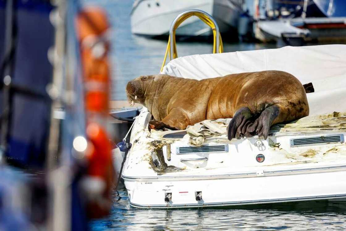 Freya first gained notoriety in Norway by climbing onto pleasure boats