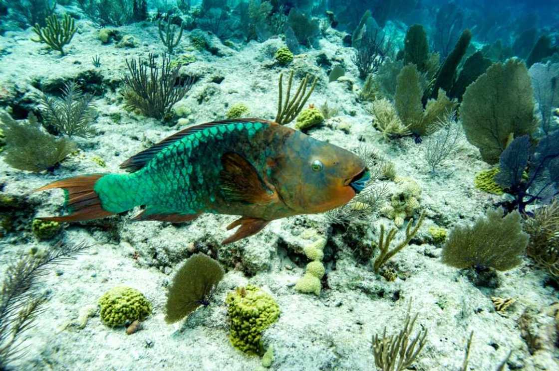 Marine heatwaves, like that in Florida, can cause corals to bleach