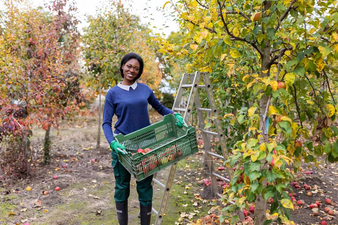 Joyful young woman picking up apples in the orchard