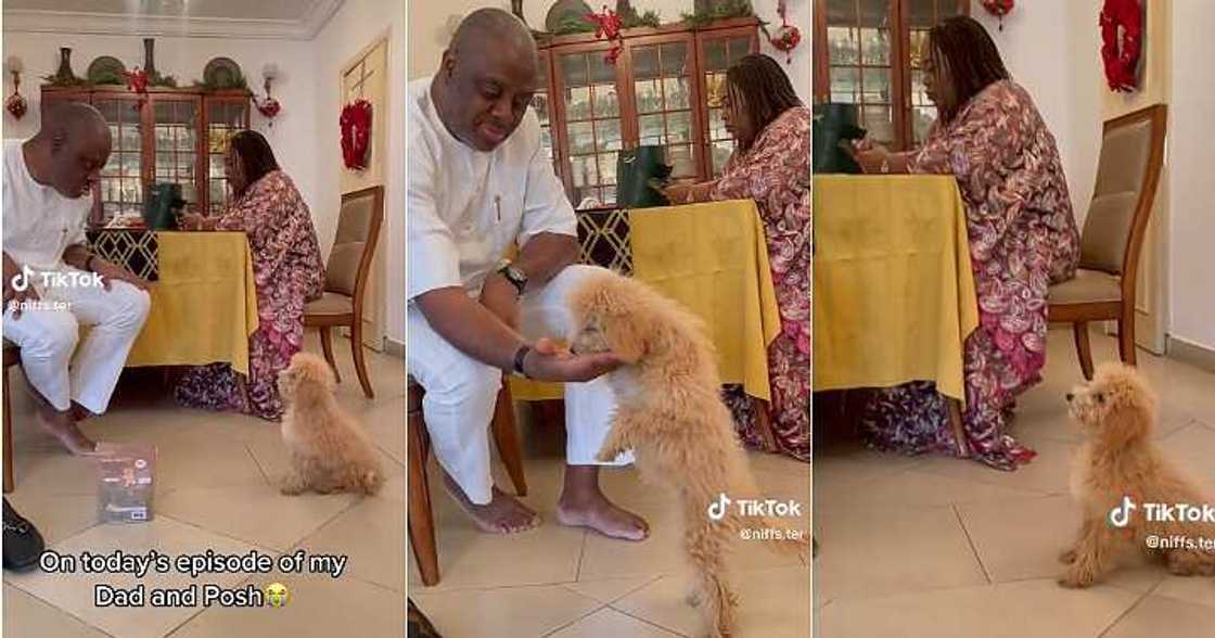 Man orders his dog in video Man orders his dog in video