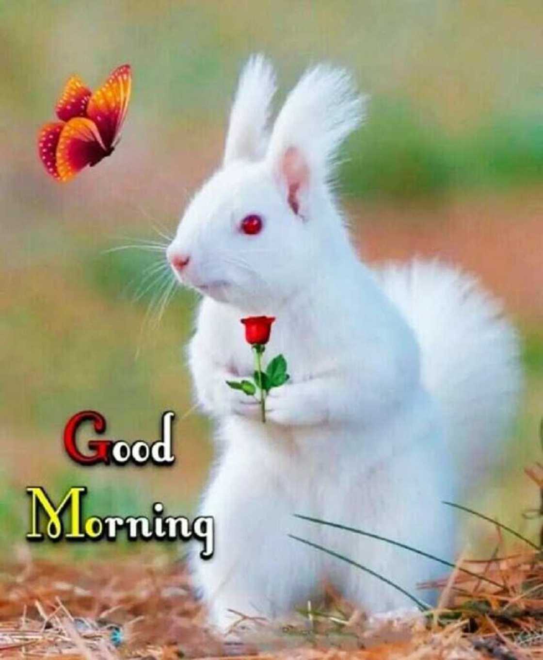 Good morning memes Good morning memes