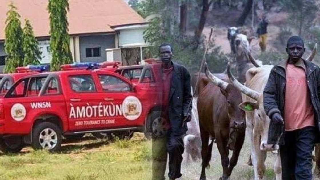 'Yan bangan Amotekun sun sake kwace wasu shanu sama da 300 'Yan bangan Amotekun sun sake kwace wasu shanu sama da 300