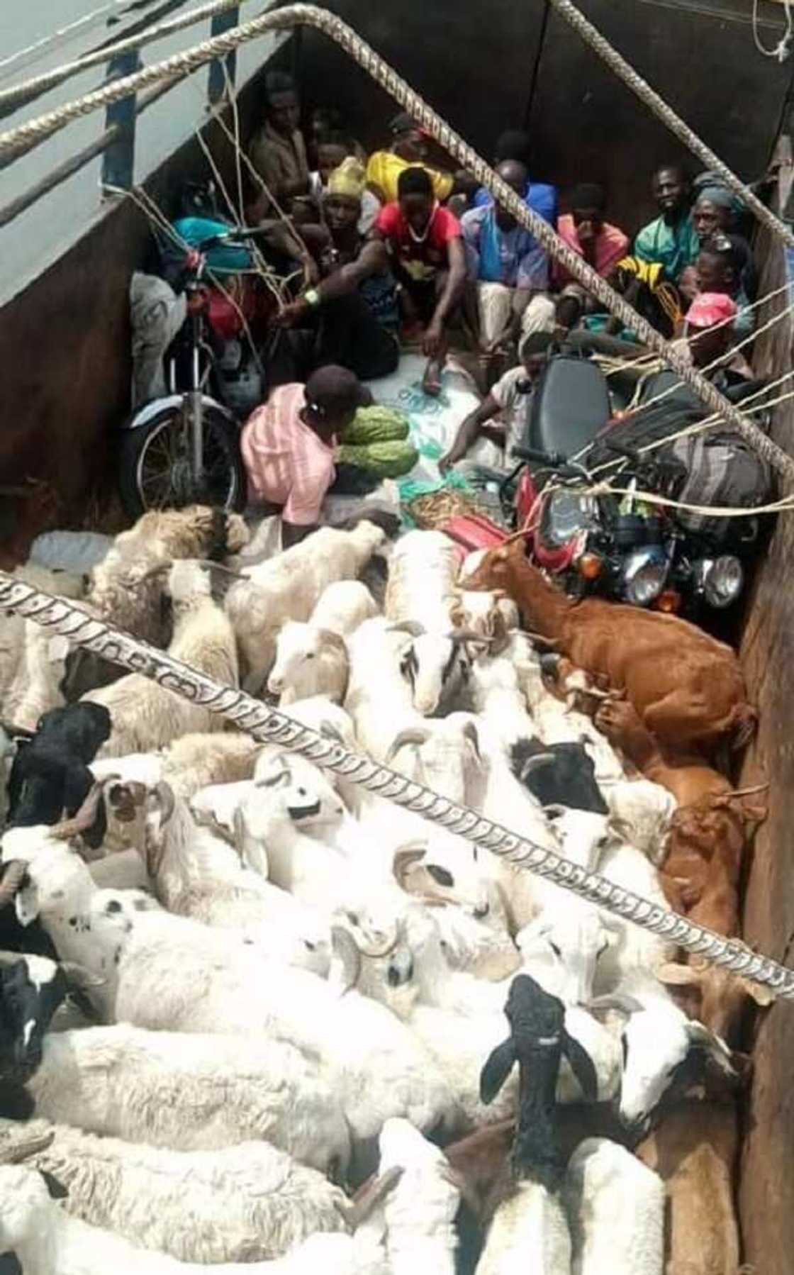 An sake kama 'yan gudun hijira a cakude da dabbobi suna kokarin shiga Kaduna daga Kano (Hotuna) An sake kama 'yan gudun hijira a cakude da dabbobi suna kokarin shiga Kaduna daga Kano (Hotuna)