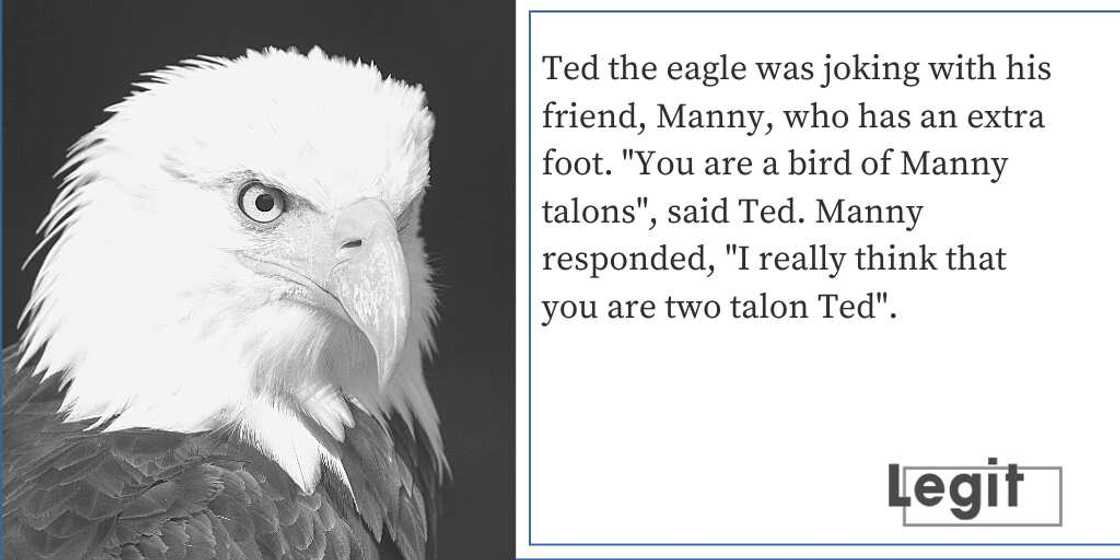 eagle puns eagle puns