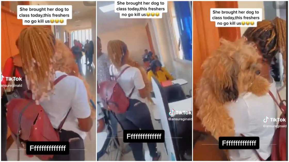 Lady and her dog/student took puppy to class. Lady and her dog/student took puppy to class.