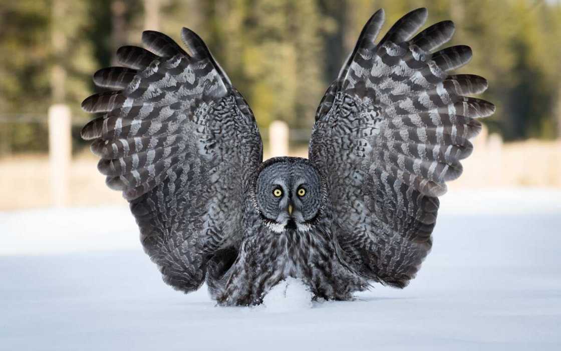 Great Grey Owl flipping its wings Great Grey Owl flipping its wings