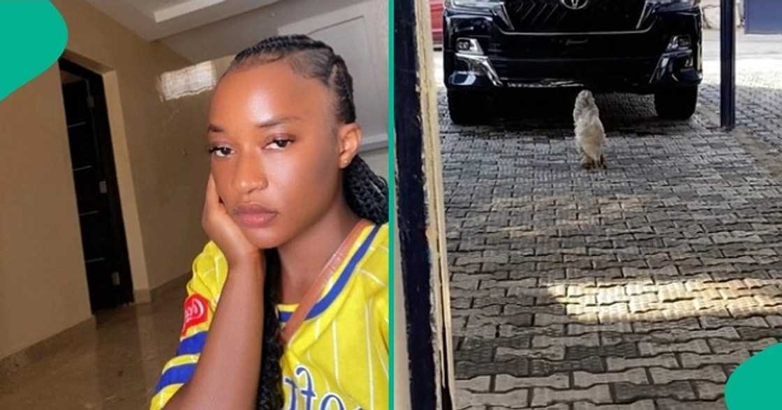 Lady who started a new job cries out after seeing a strange-looking fowl. Lady who started a new job cries out after seeing a strange-looking fowl.