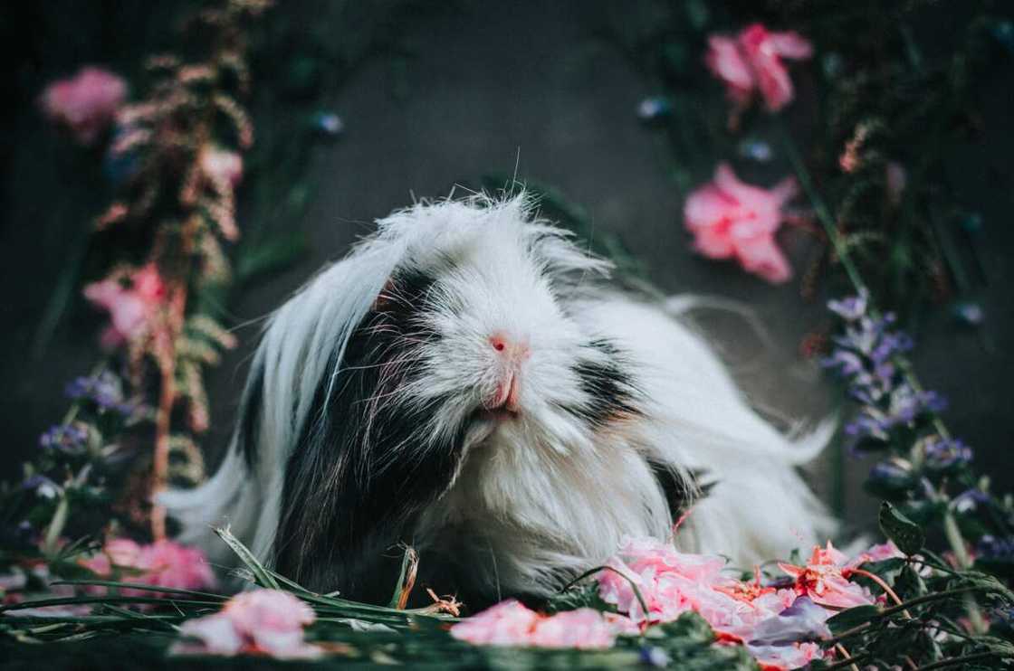 boy guinea pig names