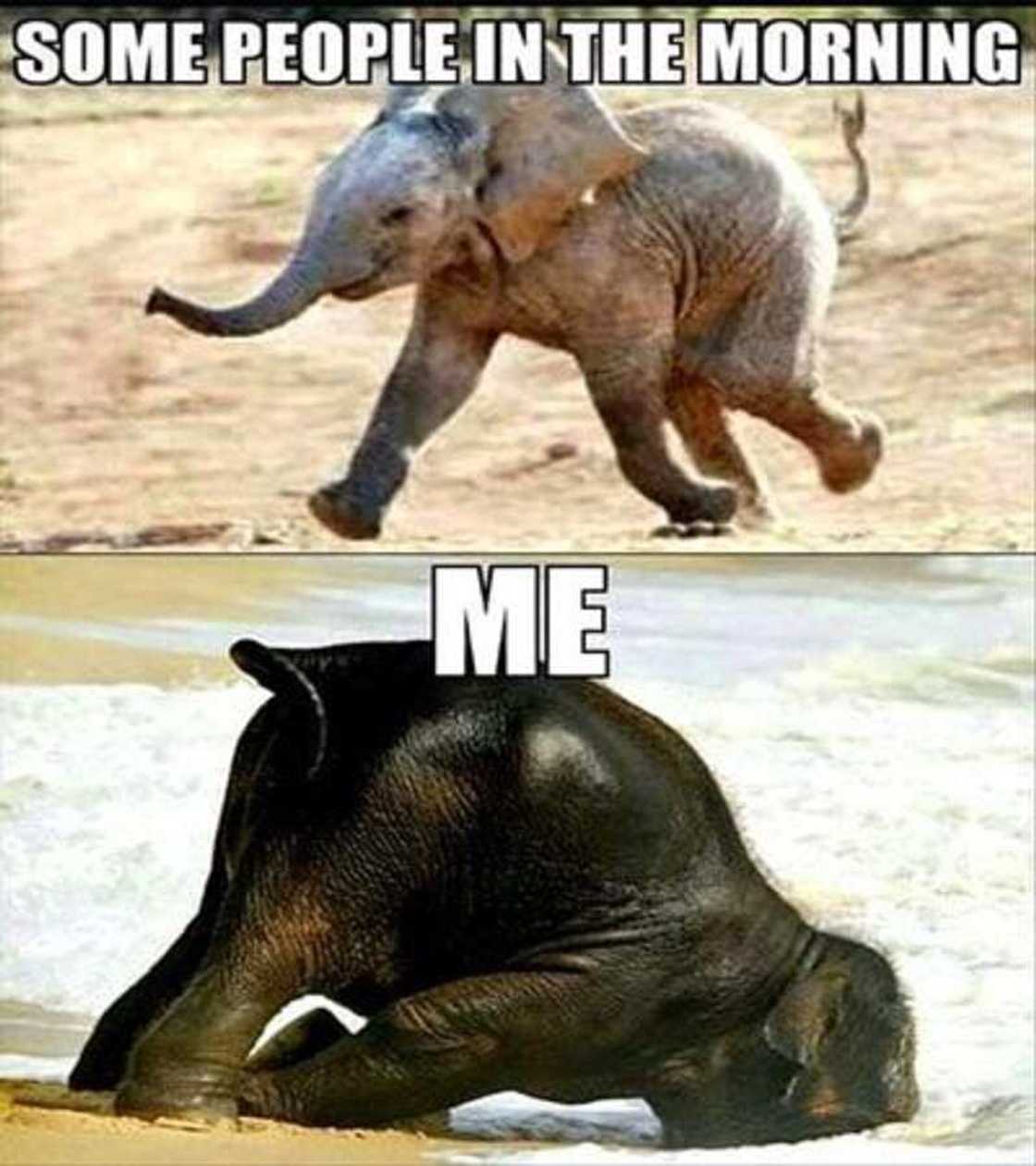 Good morning memes Good morning memes