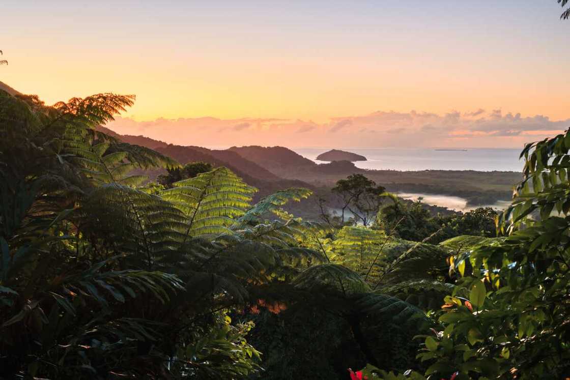 Daintree rainforest