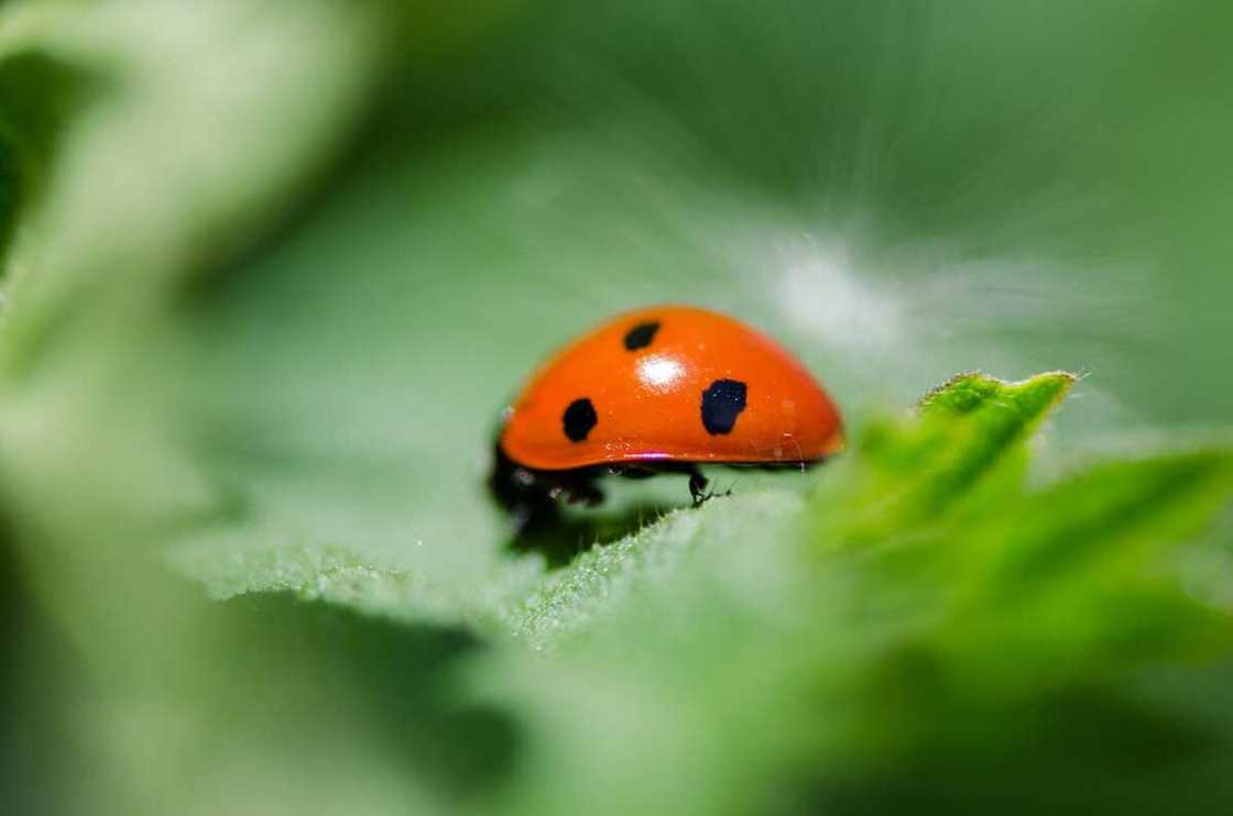 Is it bad luck to kill a ladybug? Is it bad luck to kill a ladybug?