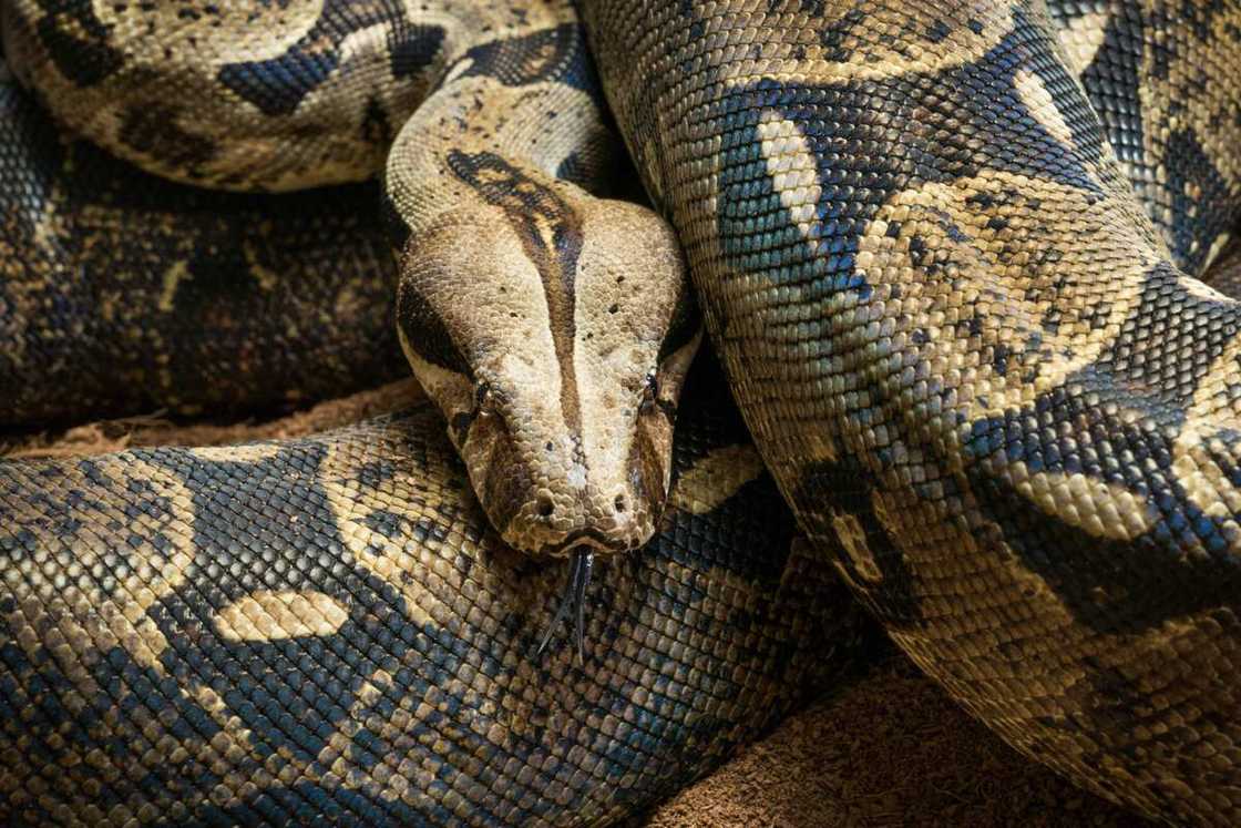 Boa devin ou Aviosa est plus connu sous l’appellation Boa constricteur (Boa constrictor)
Photo : Getty Images Boa devin ou Aviosa est plus connu sous l’appellation Boa constricteur (Boa constrictor)
Photo : Getty Images